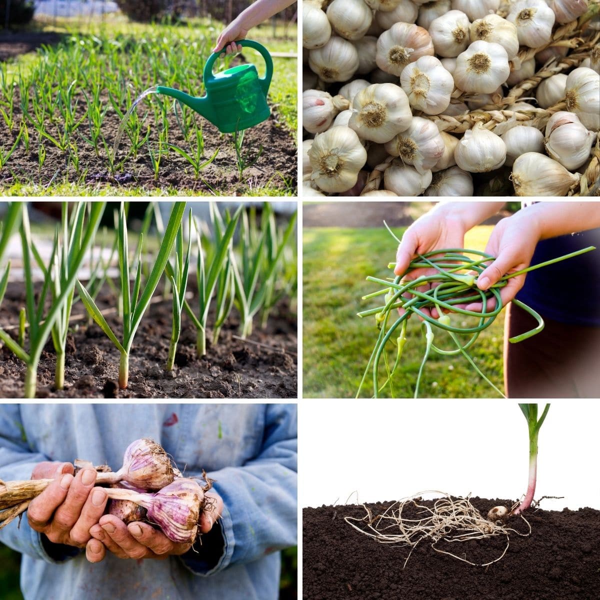 How To Propagate Garlic: Essential Tips for Thriving Bulbs