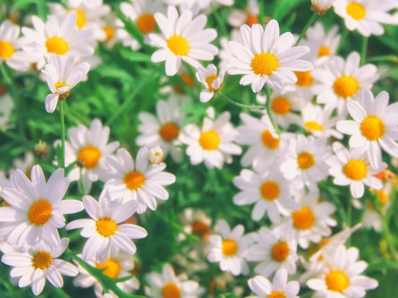 How to Grow a Chamomile Lawn in Different Soil Types