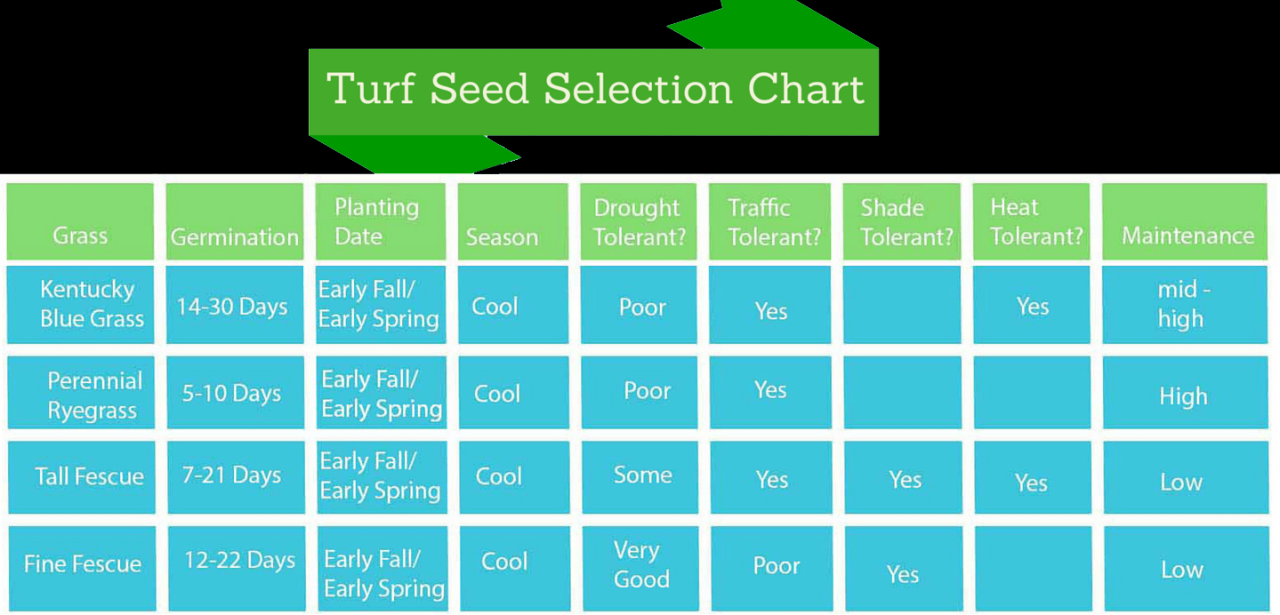 How Long for Grass Seed to Germinate? Everything You Need