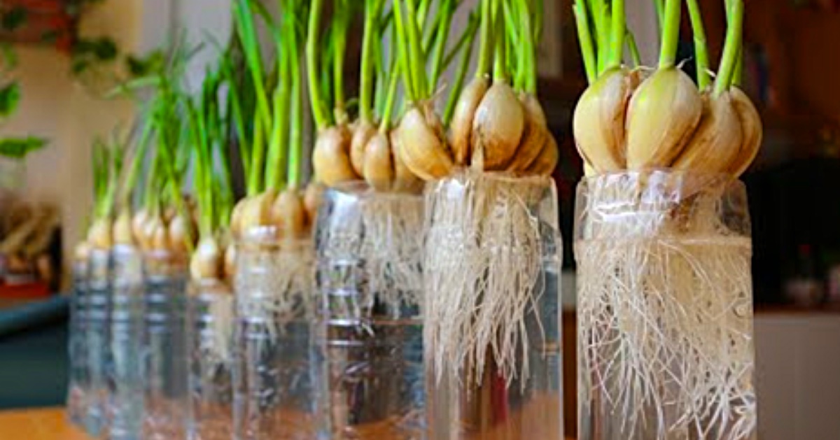 Garlic grow does planting