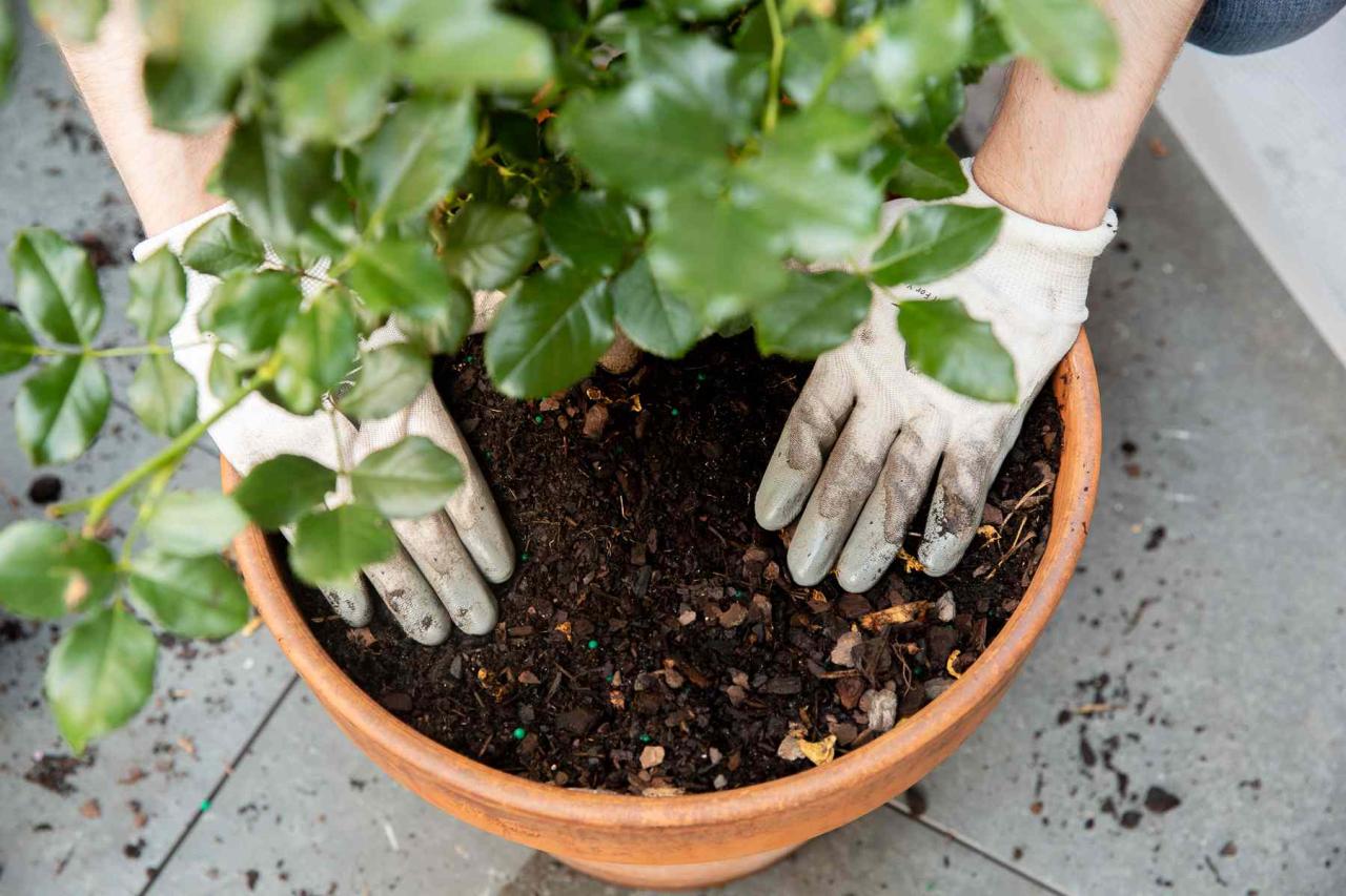 The Best Way To Plant Roses In Containers