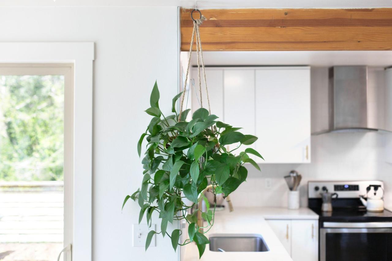 How to Prevent Pests in Hanging Plants