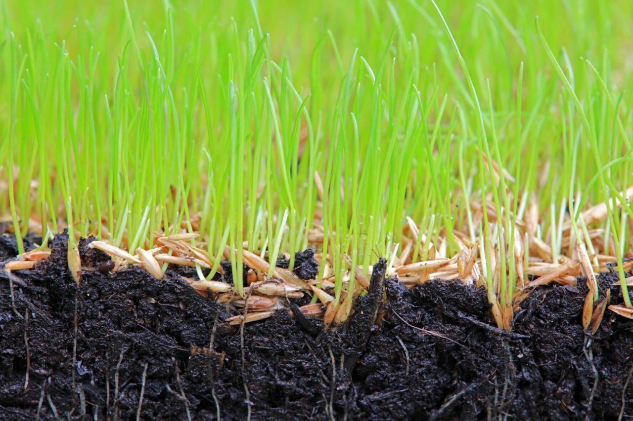 How Long for Grass Seed to Germinate? Everything You Need