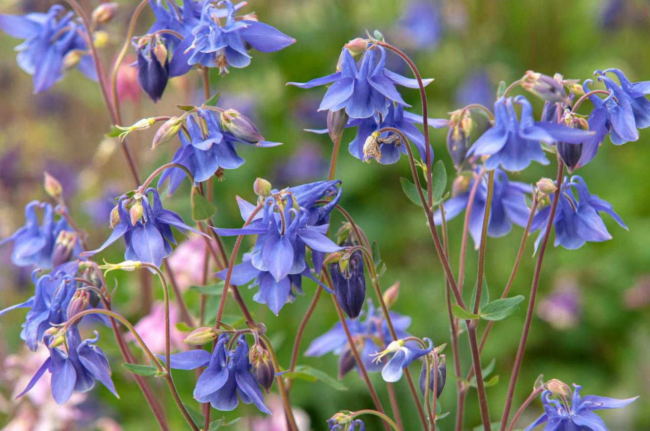 Columbine Plants: Expert Tips for Stunning Blooms