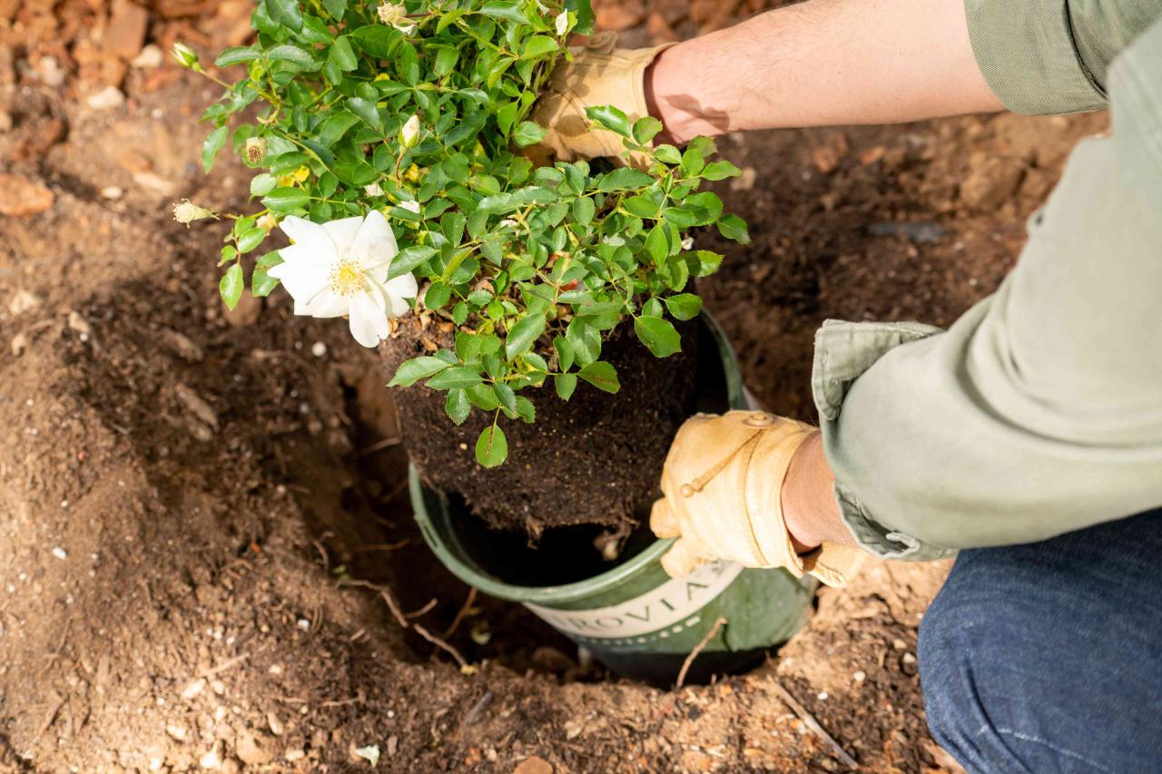 The Best Way To Plant Roses In Containers