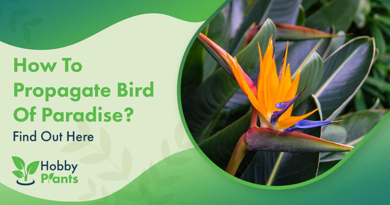 How To Propagate Birds Of Paradise: Tips for a Beautifully Exotic Garden