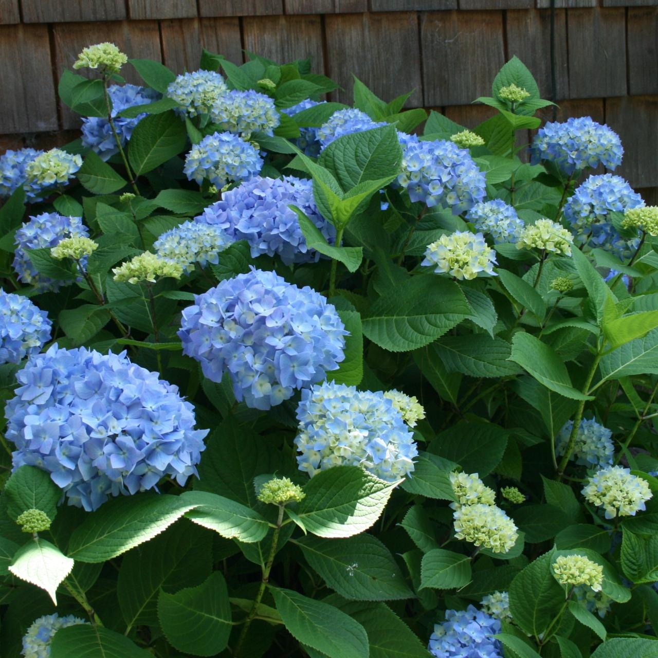 Best Shade Trees to Plant With Hydrangeas