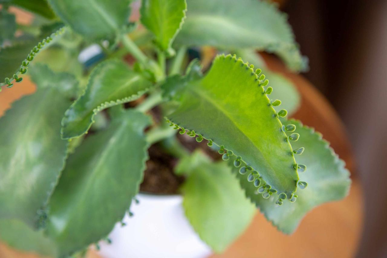 The Complete Guide to Achieving Success with Mother of Thousands Plants