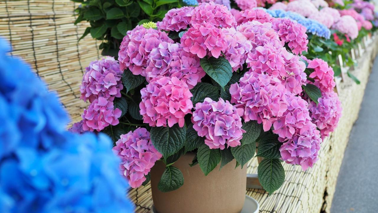 How To Propagate Hydrangeas In Water: The Secret to a Flourishing Garden!