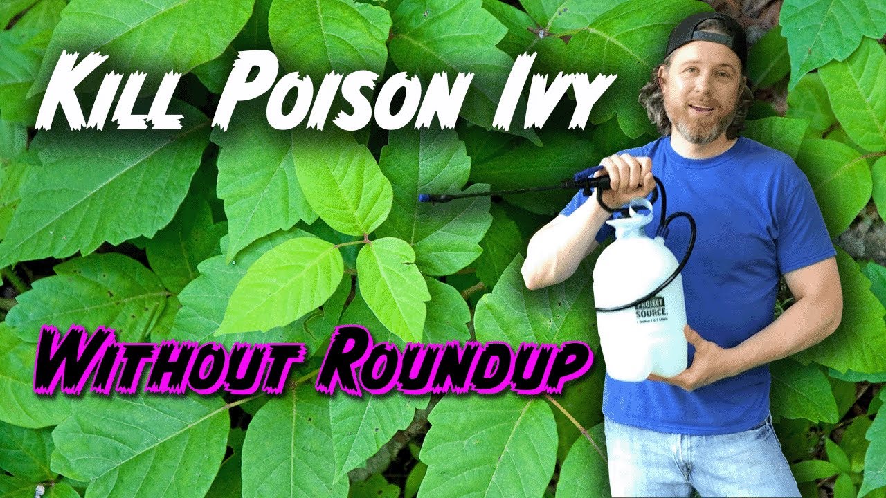 How to Safely Kill Poison Ivy Without Removing Other Vegetation