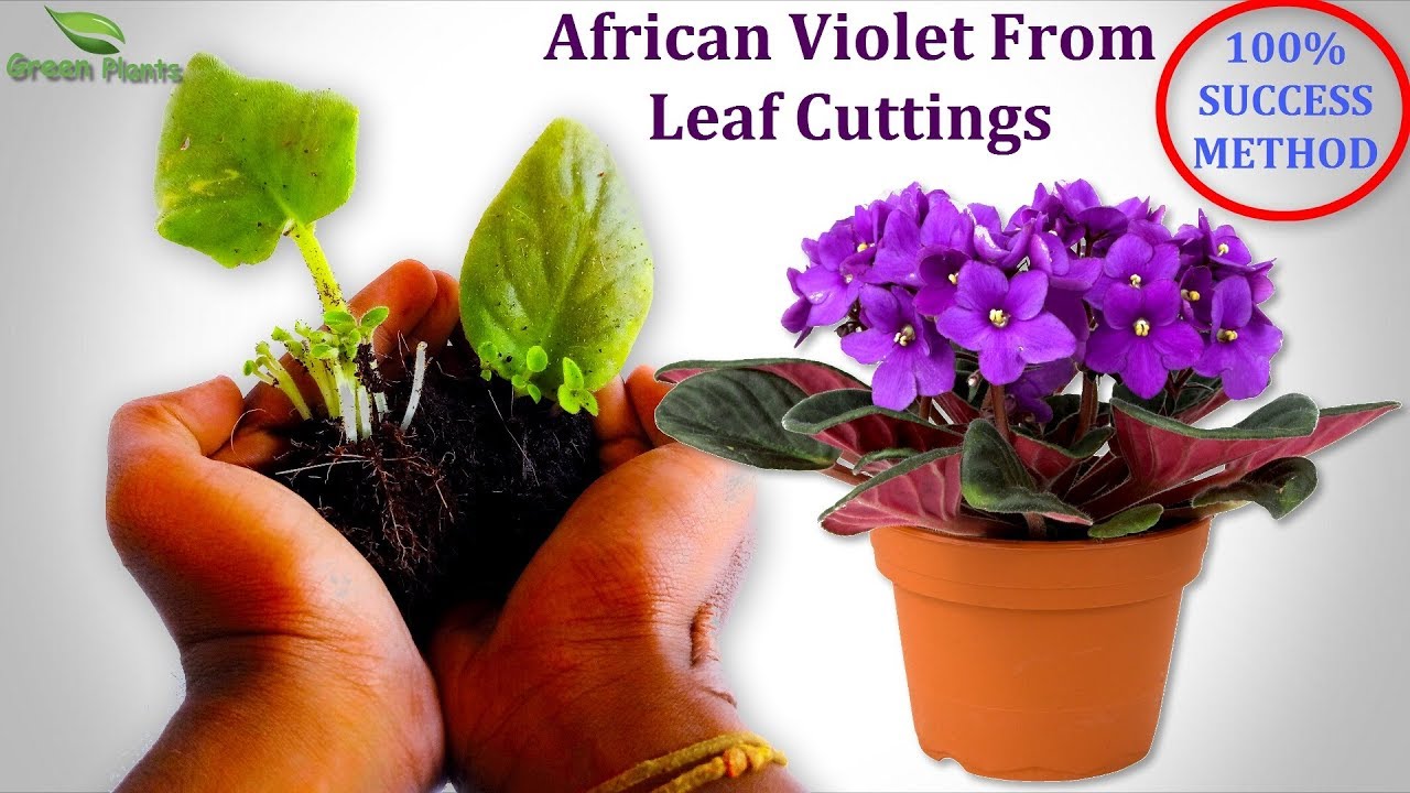 How to Root African Violet Leaves: A Foolproof Method