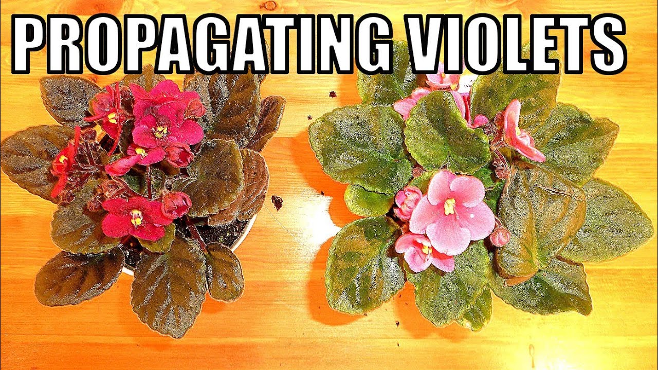 How to Root African Violet Leaves: A Foolproof Method