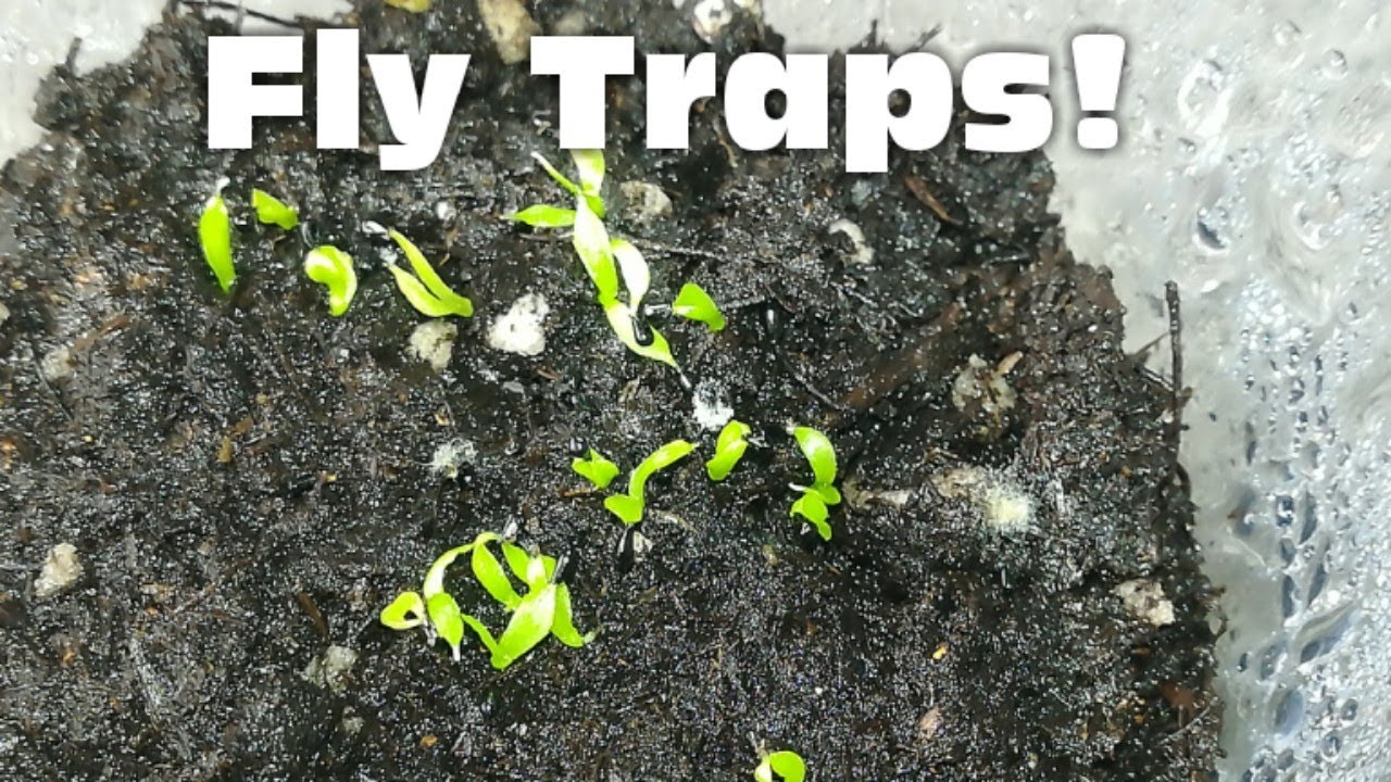 Why Propagating Venus Fly Traps Can Save You Money on Plants