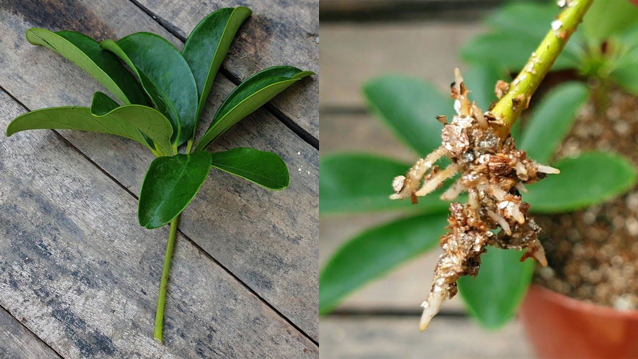 Schefflera propagation cuttings propagating