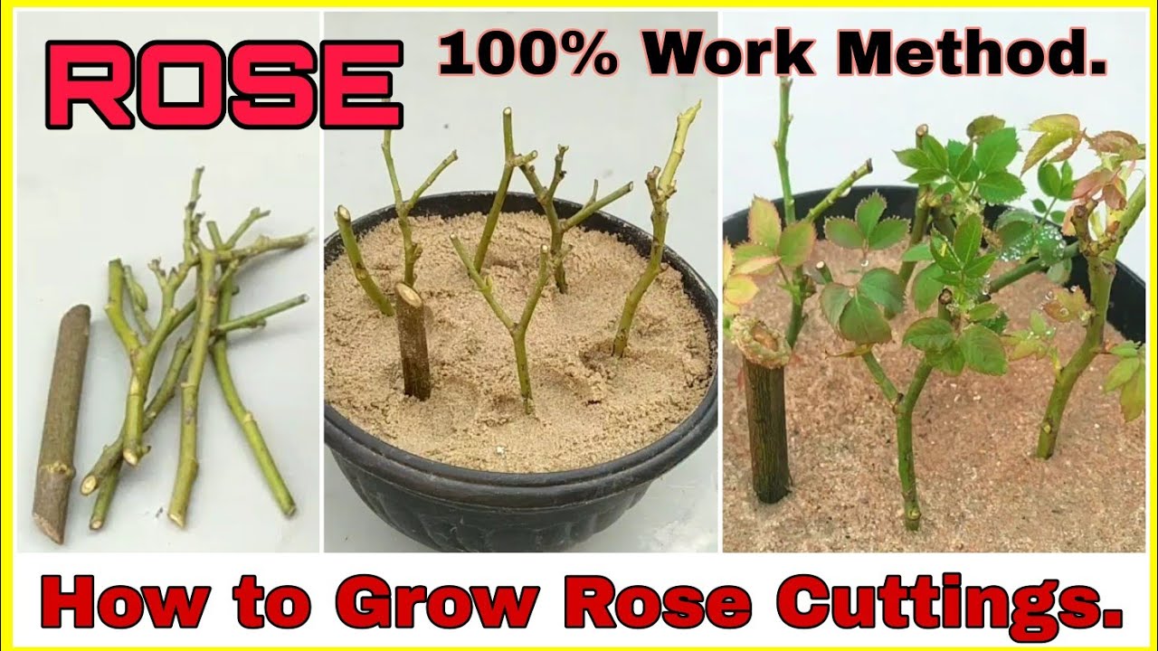 Master Rose Propagation: How To Grow More Roses From Simple Cuttings