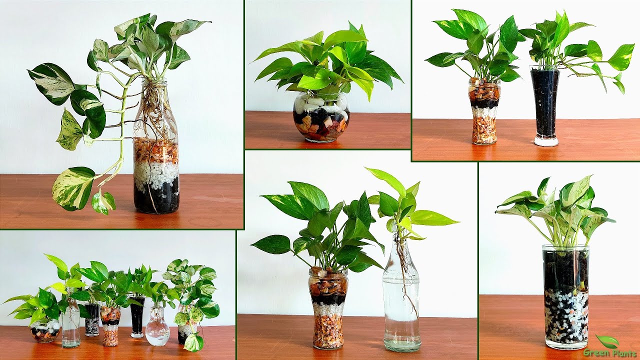 Best Practices for Watering Your Money Plant