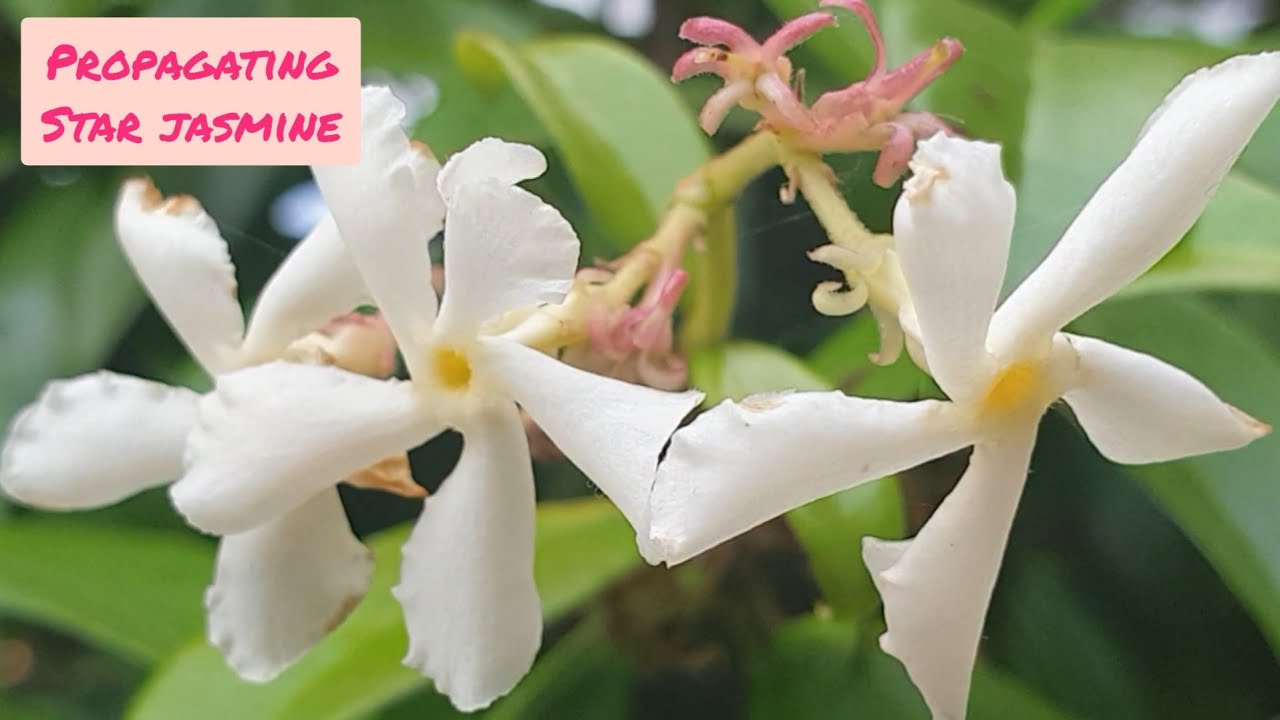 Easy Steps for Propagating Star Jasmine at Home!