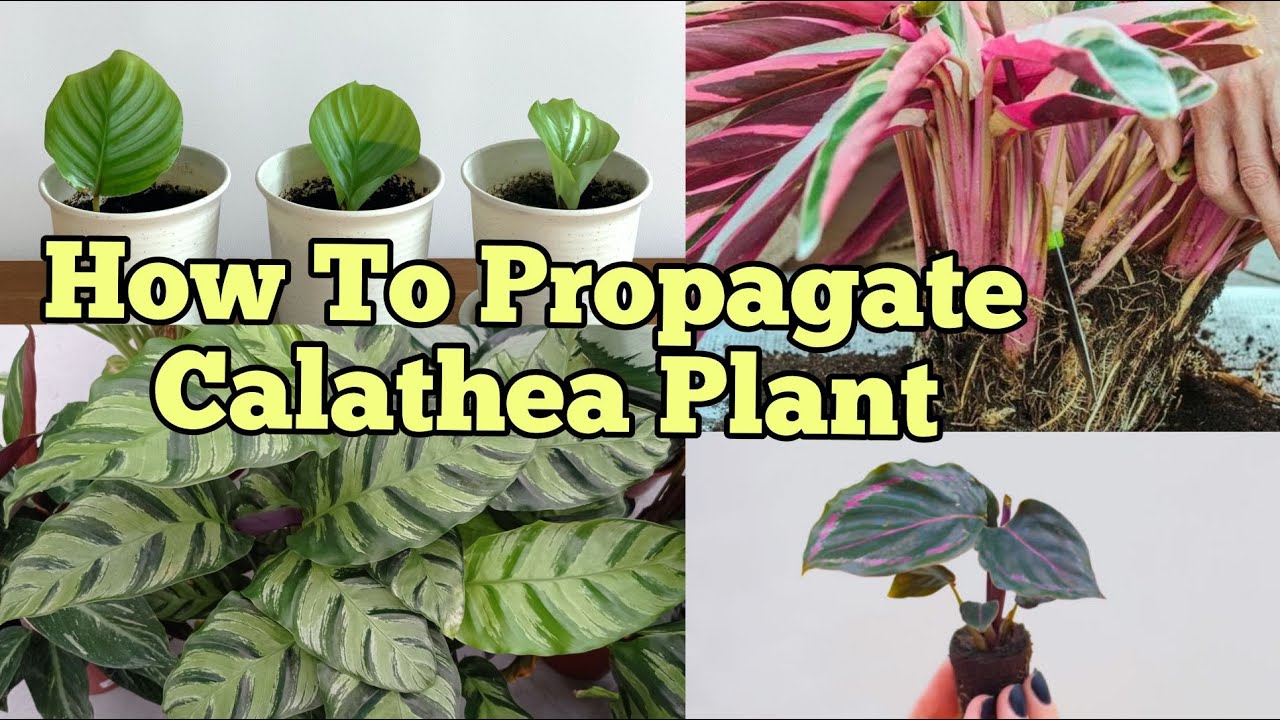 Step-by-Step Success: How To Propagate Calathea and Achieve Garden Glory!