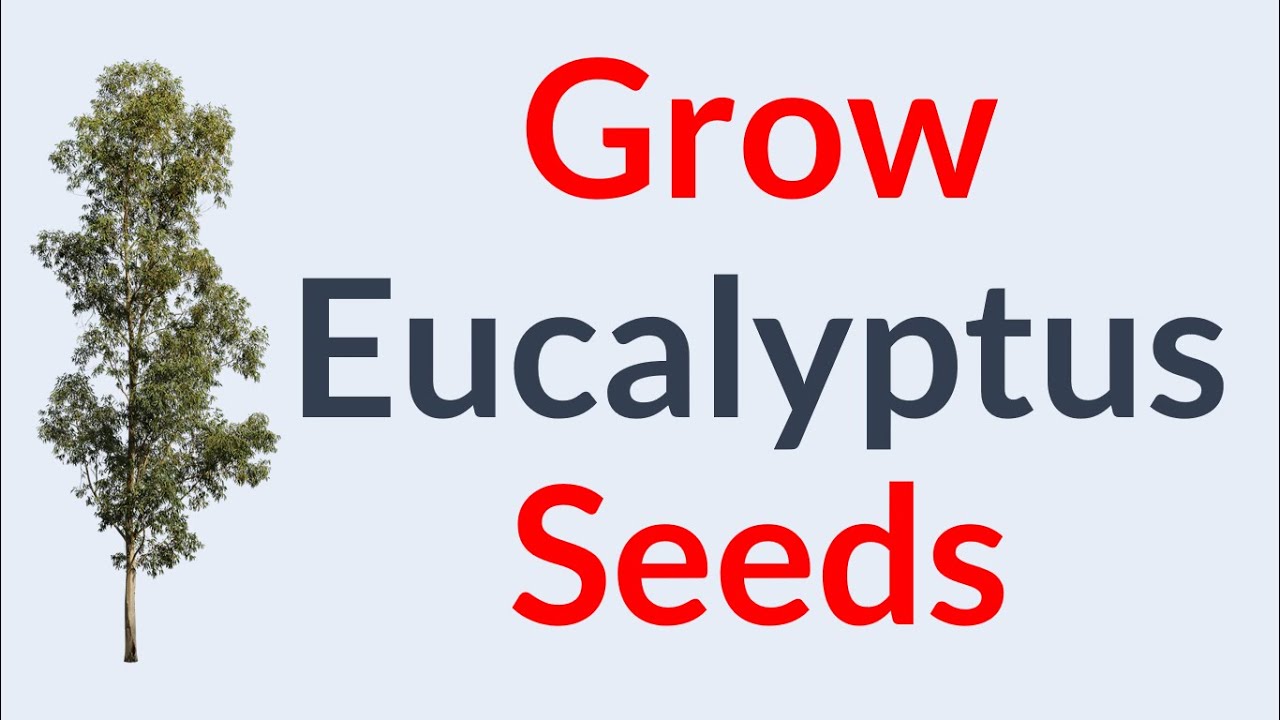 Effortless Success: Learn How To Propagate Eucalyptus for Stunning Indoor Plants!