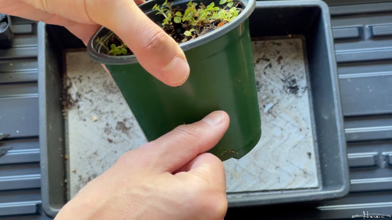 Master the Art: How To Propagate Pilea Like a Pro!