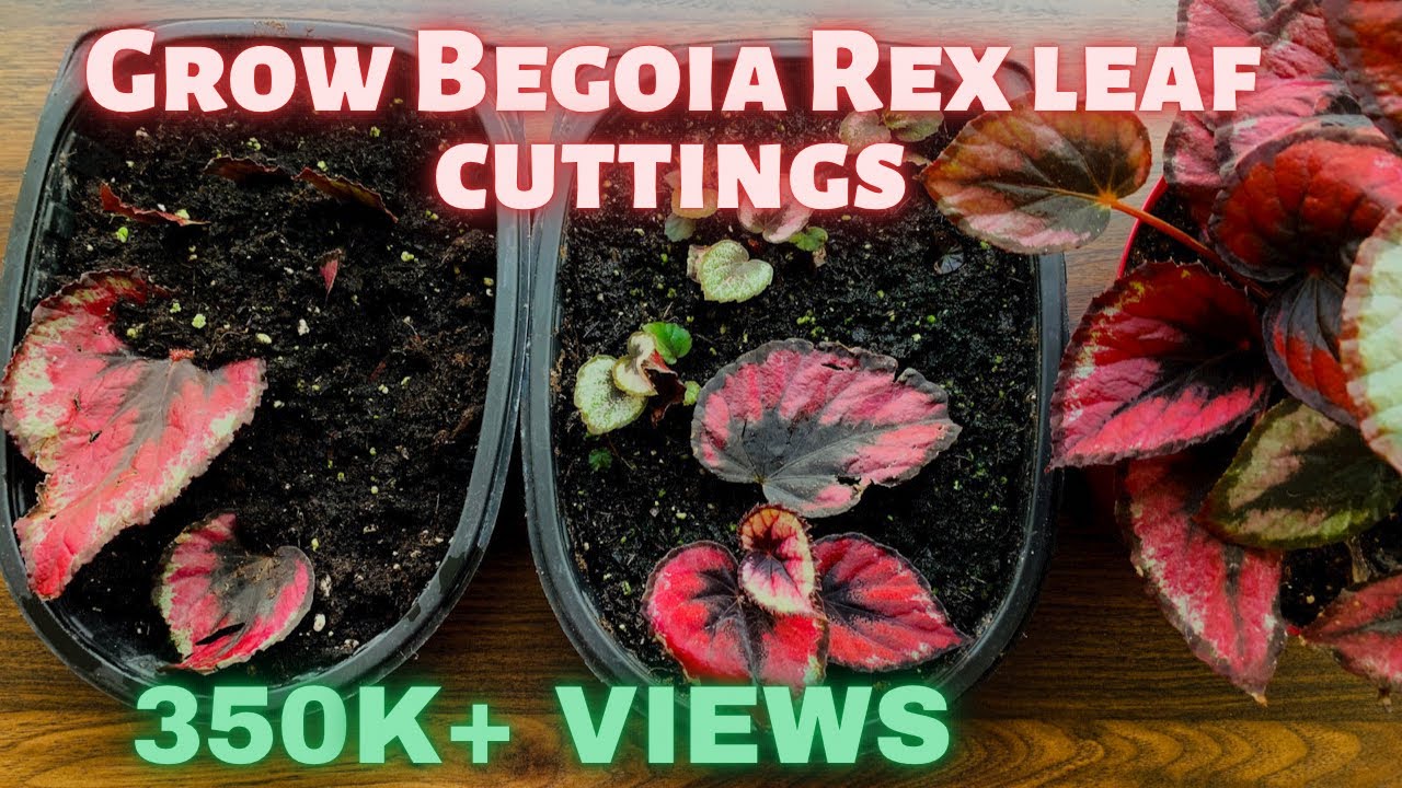 Unlock Beautiful Begonias: Propagate with Proven Techniques