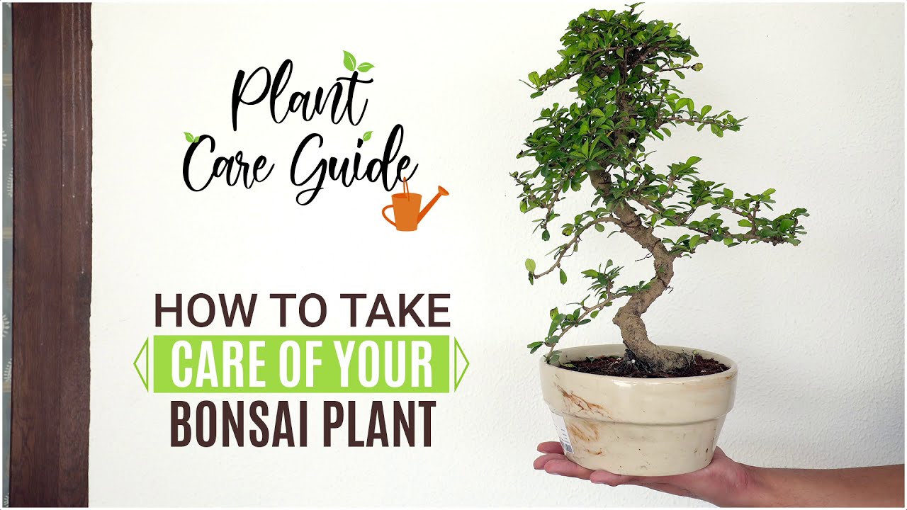 Top Tips For Keeping Your Bonsai Healthy