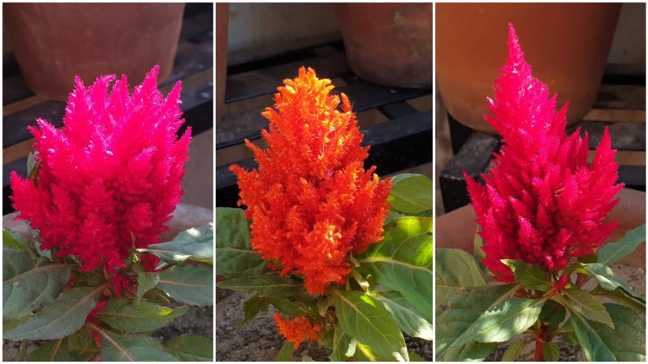 The Best Fertilizers For Celosia Plant Care