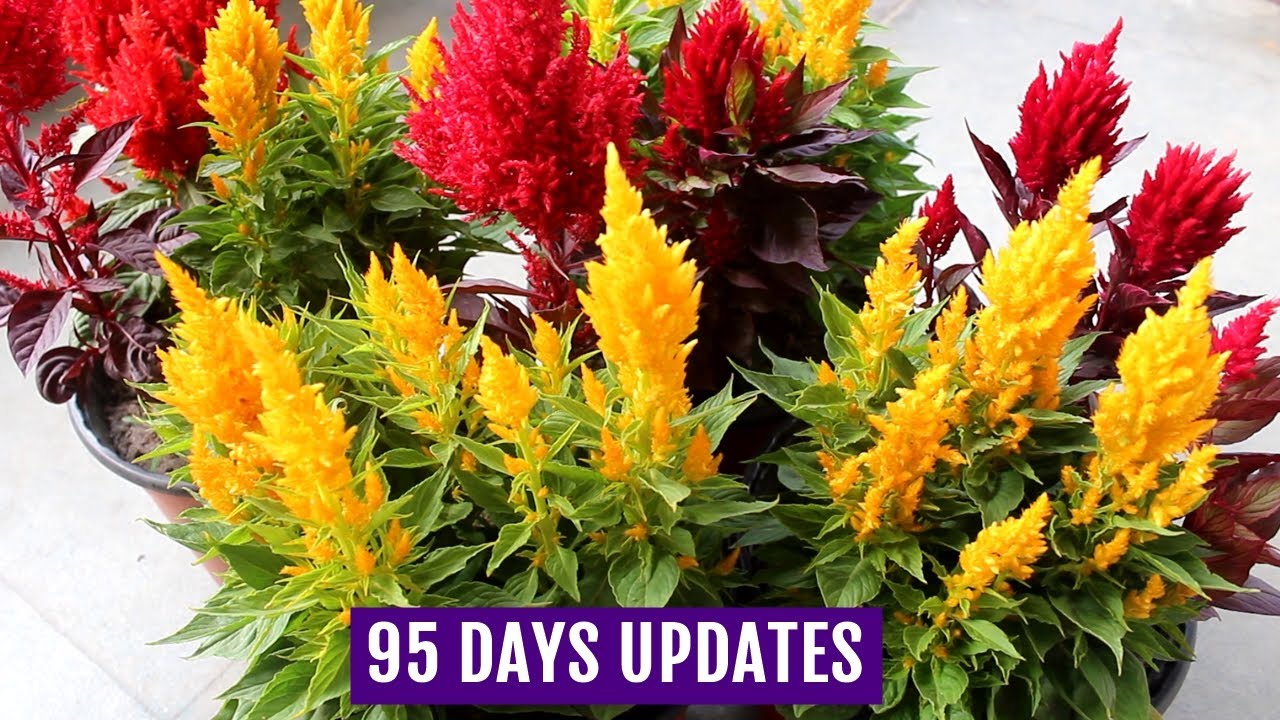 Celosia cockscomb