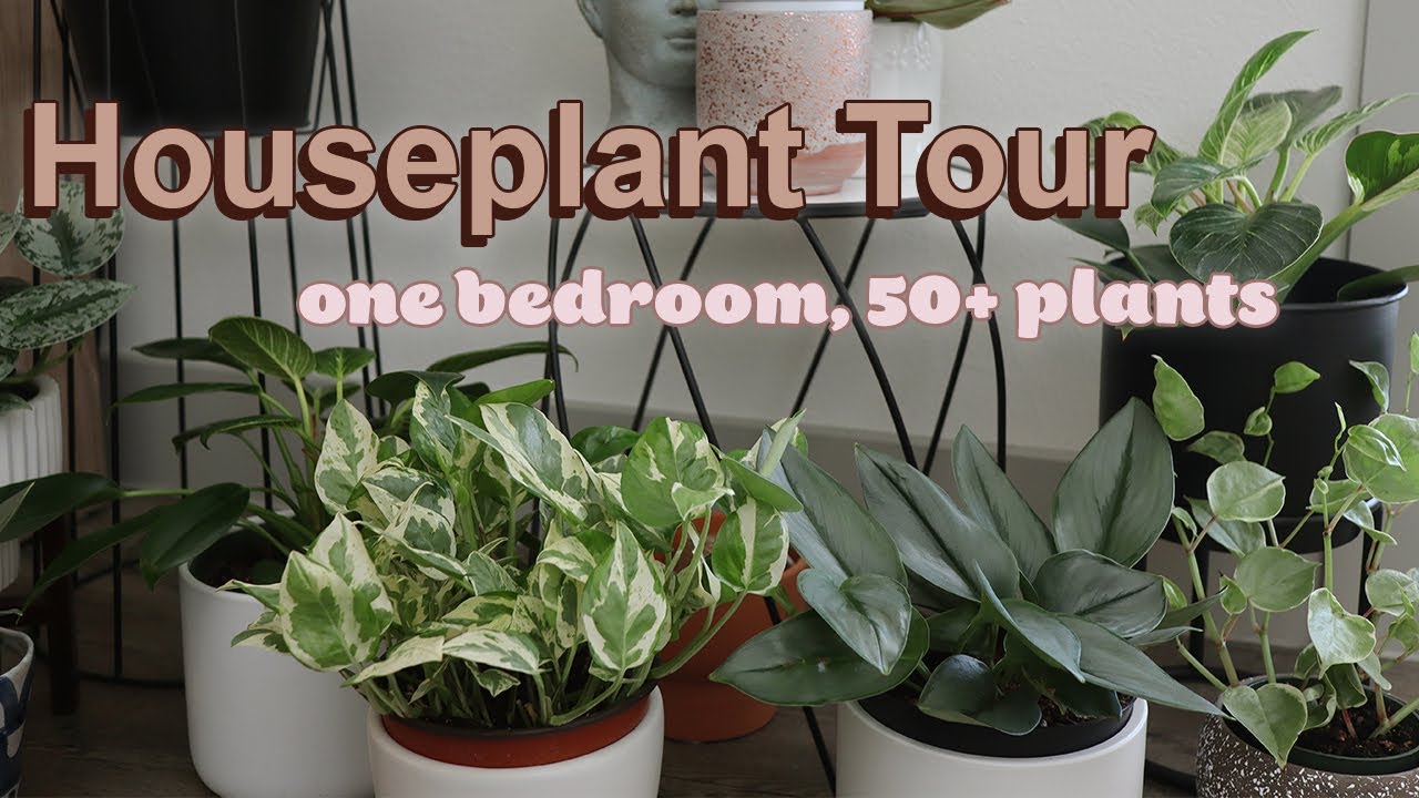 Beginner Houseplants That Are Perfect for Small Apartments