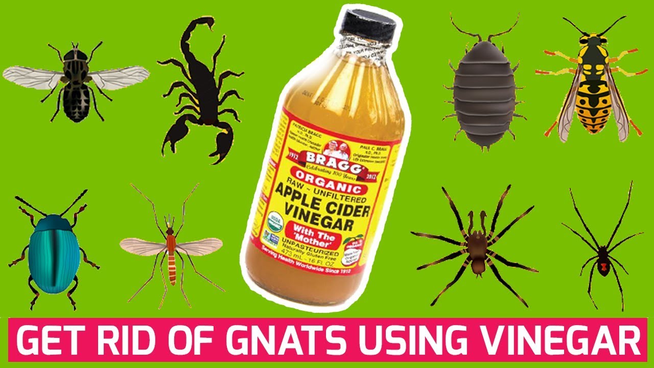 How to Use Vinegar to Get Rid of Gnats in Plants