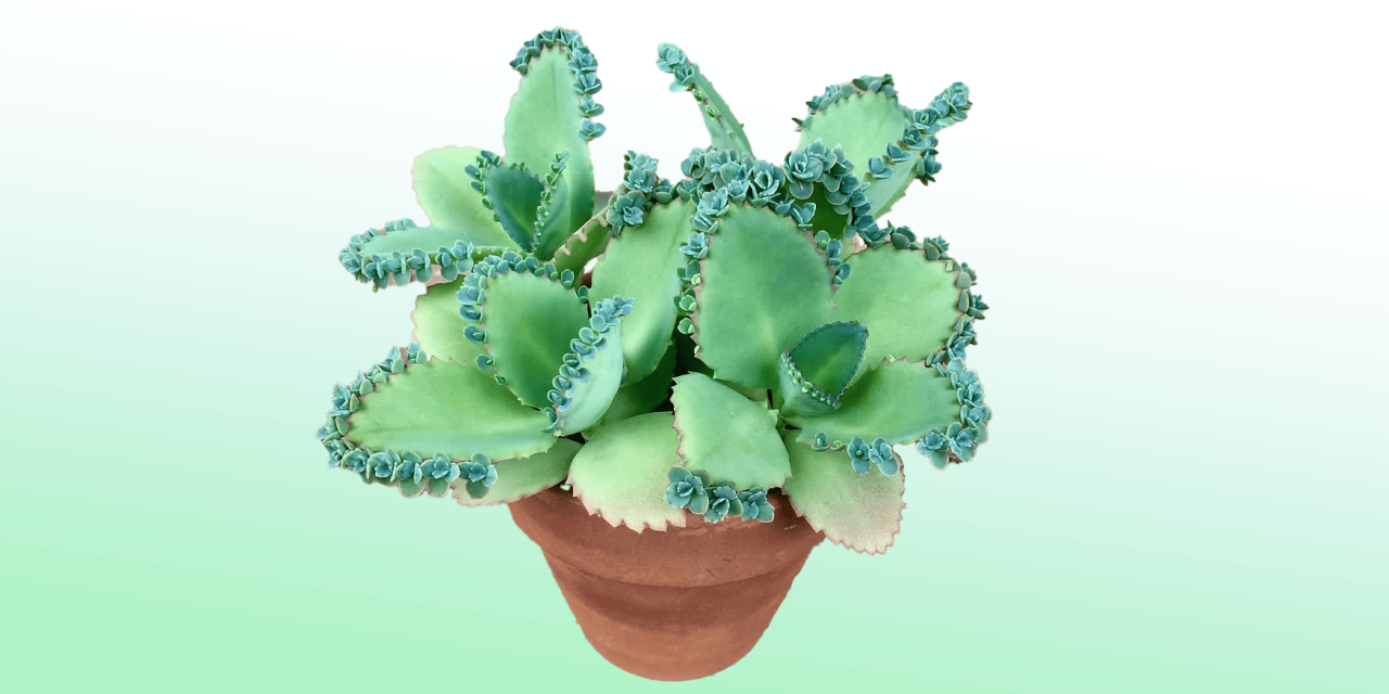 The Complete Guide to Achieving Success with Mother of Thousands Plants