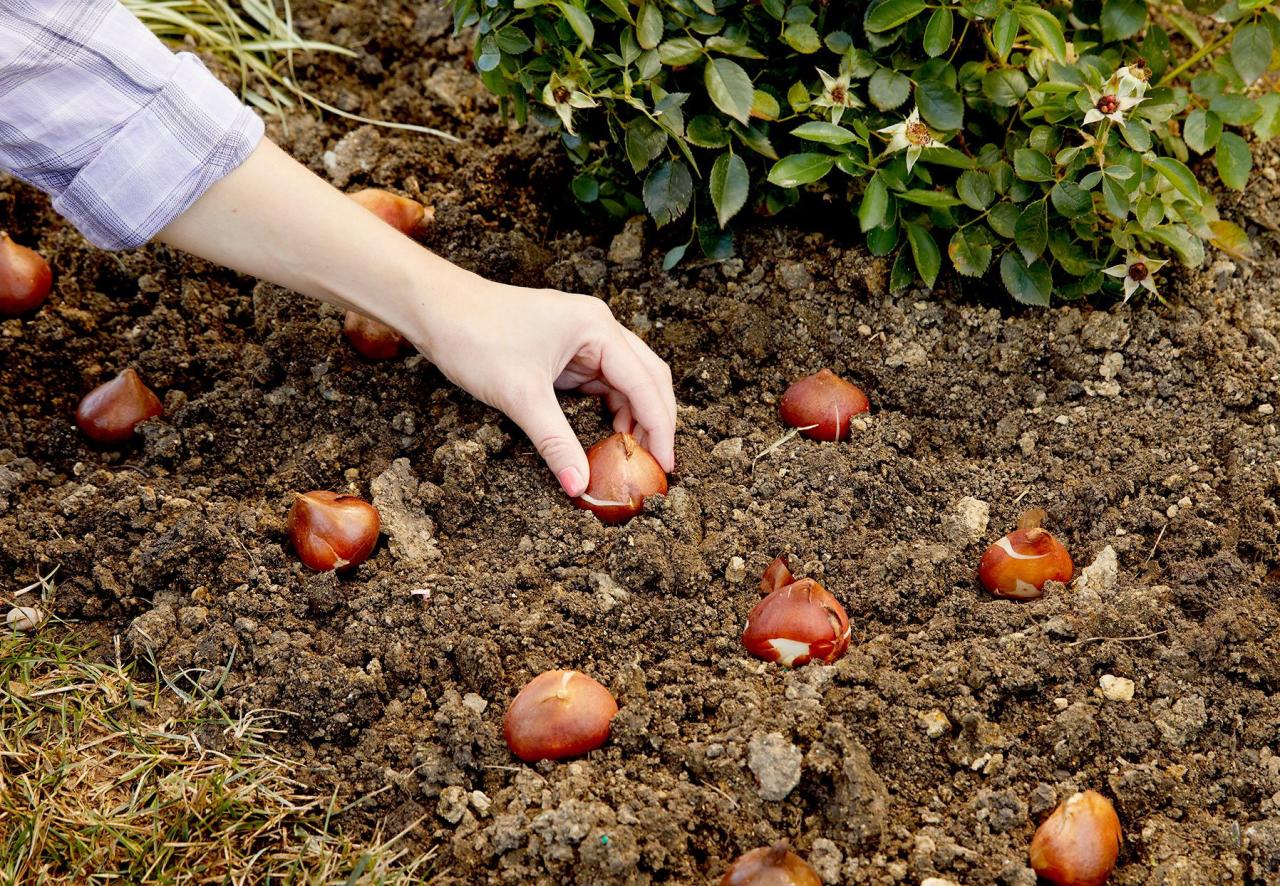 How to Mix Flower Colors When Planting Spring Bulbs in Fall