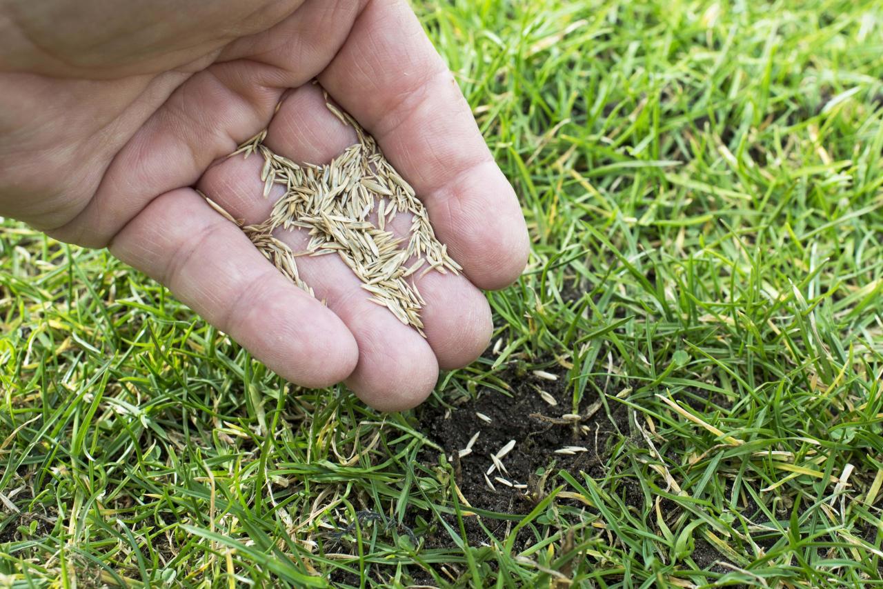 The Top Tips for Choosing the Right Time to Sow Grass Seed in the UK