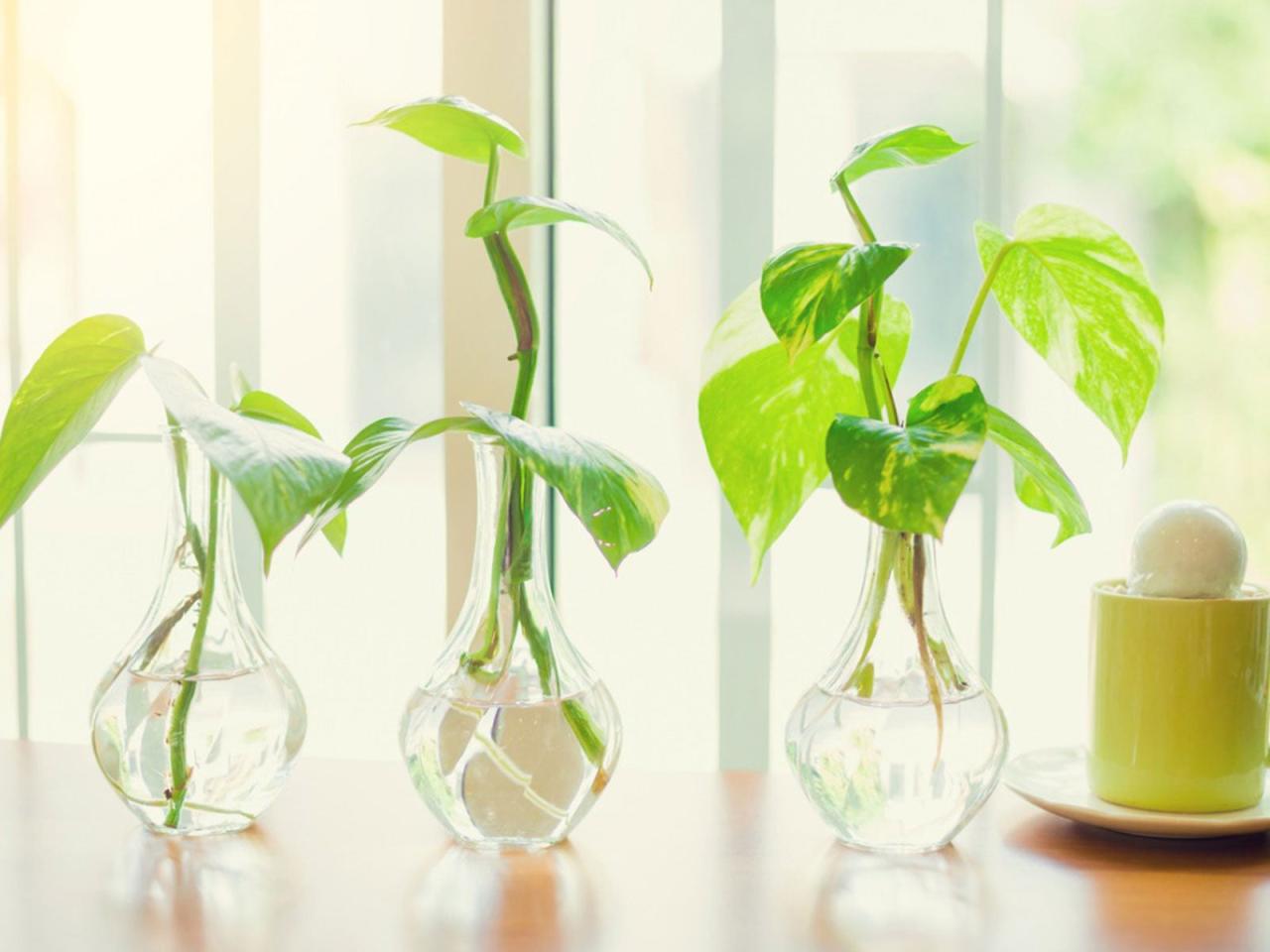 The Best Methods for Propagating Pothos in Soil for Lush Growth!