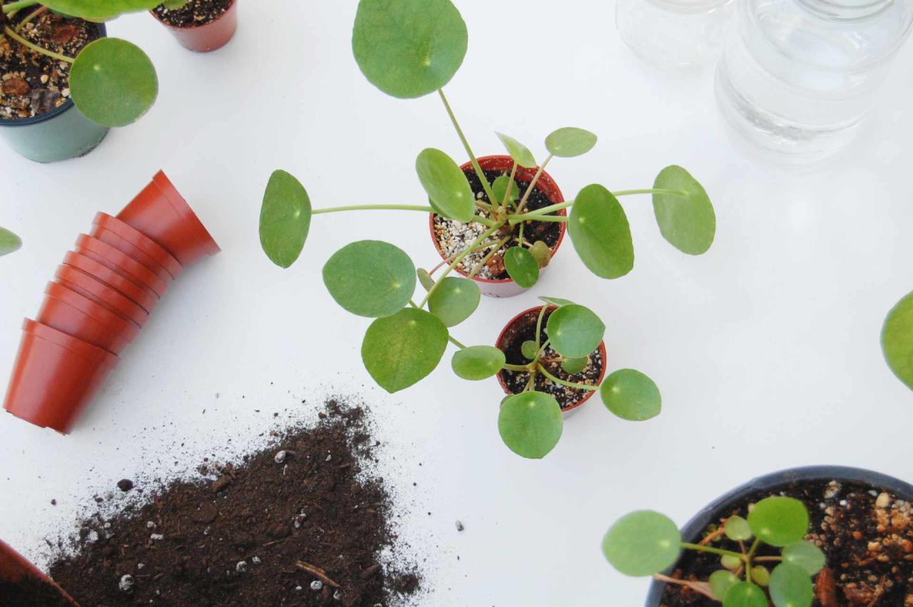 Master the Art: How To Propagate Pilea Like a Pro!