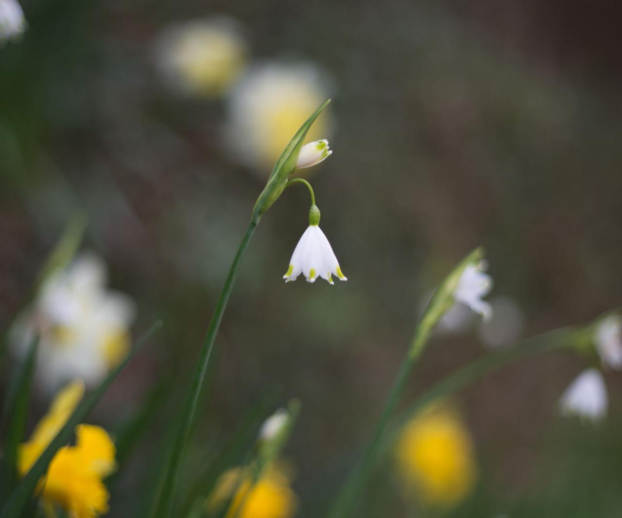 The Best Bulbs For Early Spring Blooms You Should Plant In Fall