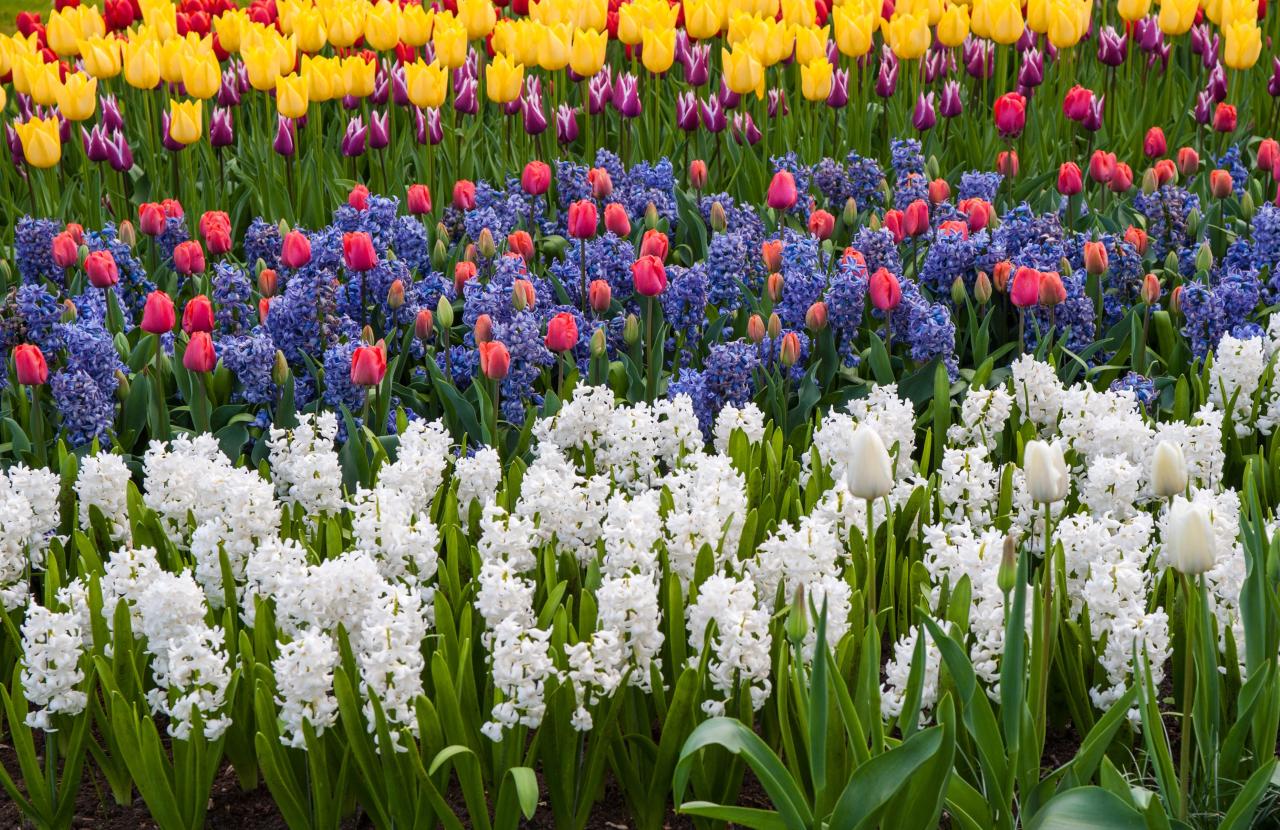 Bulbs plant spring flower deep