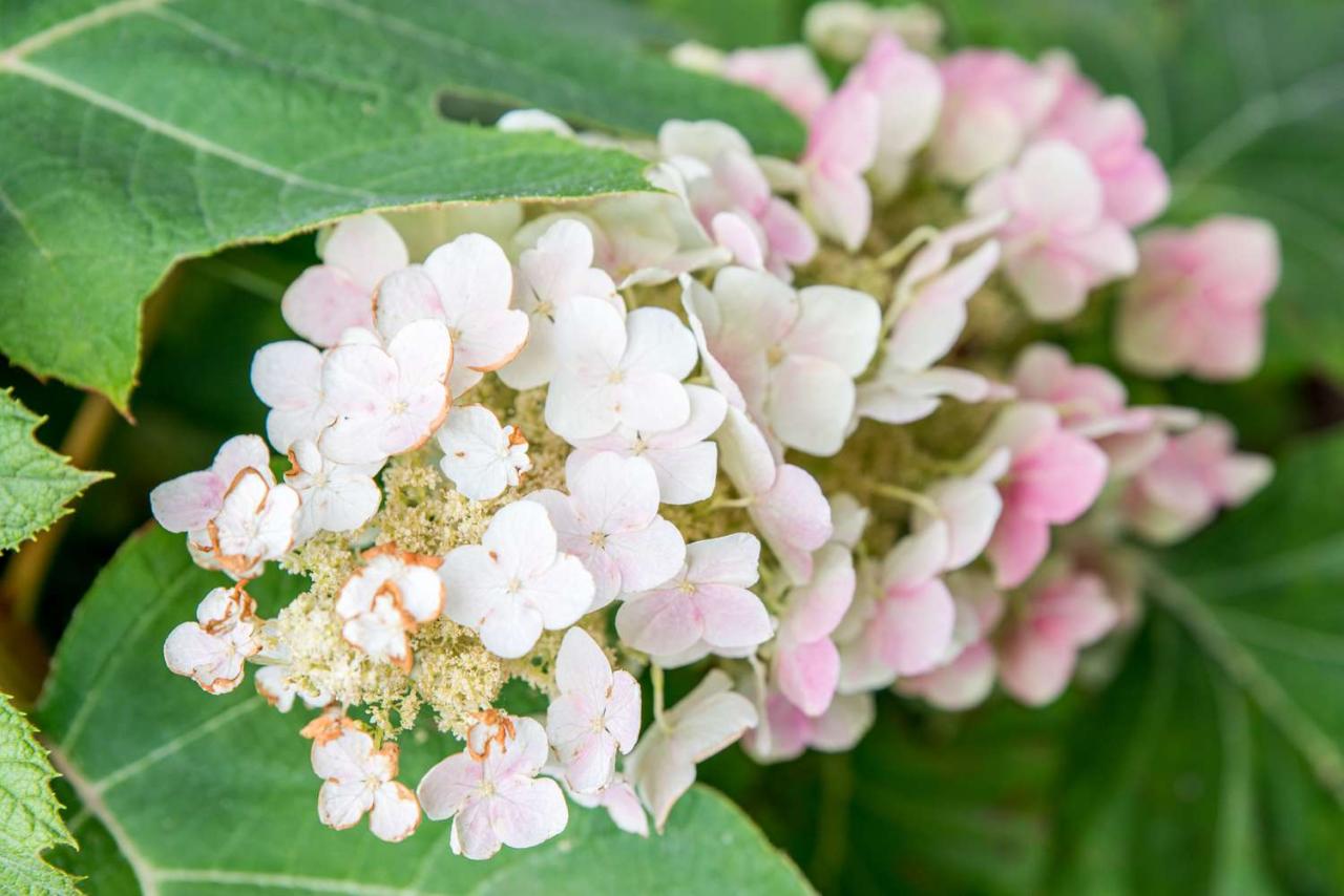 Best Shade Trees to Plant With Hydrangeas