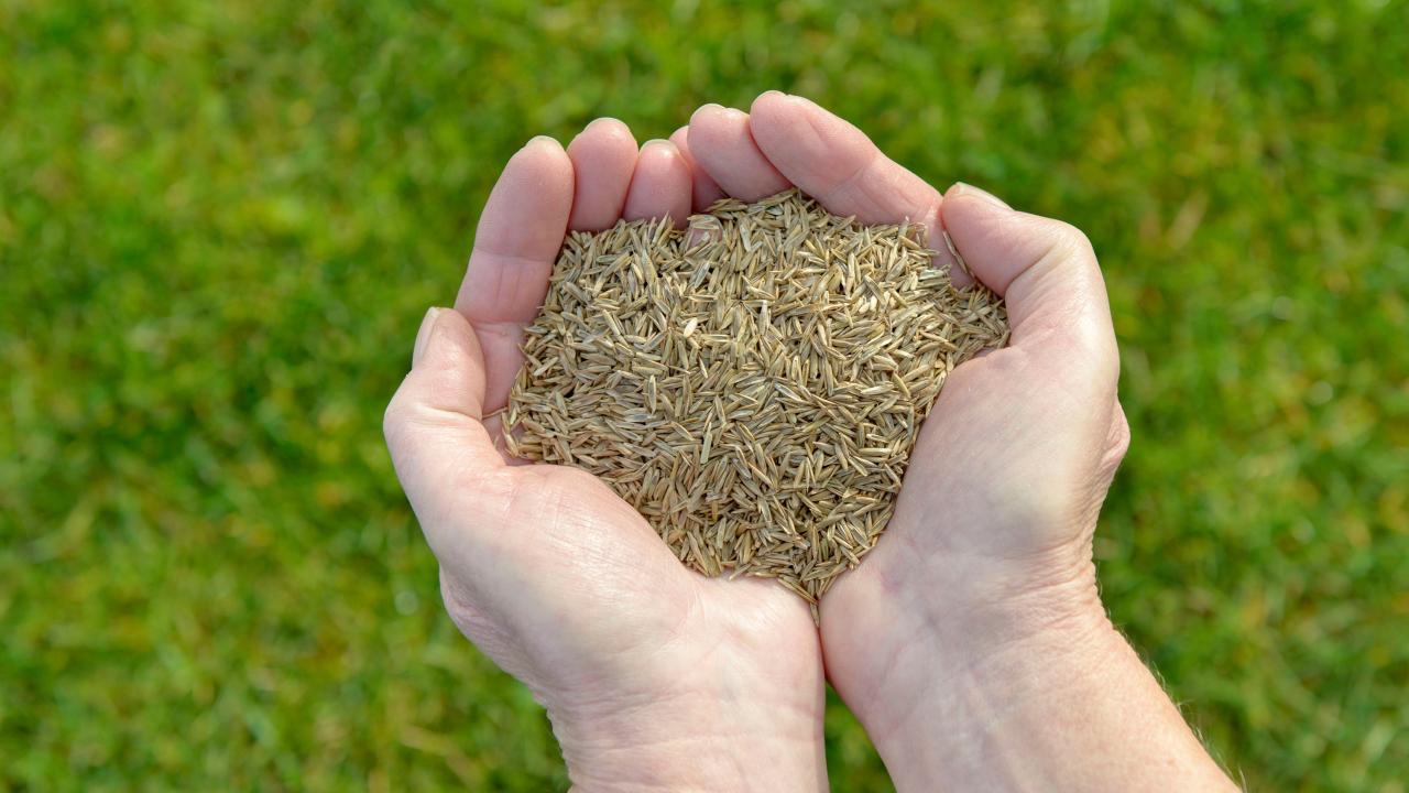 When to Sow Grass Seed for a Beautiful Lawn: Essential Timing Tips